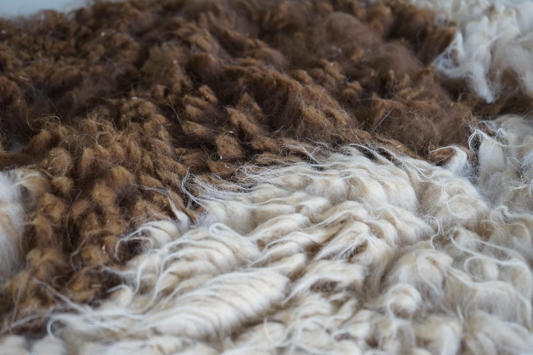Wool Unprocessed Huacaya Alpaca Fleece / Two-tone Wool/ 6-8 Cm Staple / 100% Australian ...