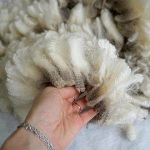 コリデール産原毛 500g ロット / 繊維長 8～9 cm / ナチュラルホワイト / 脂分の多い未洗浄のオーストラリア産原毛（紡績、フェルト、織物用）