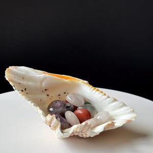 May include: A large, white seashell with an orange rim holds a collection of polished gemstones. The gemstones are various colors, including purple, pink, red, and green. The shell sits on a white surface against a black background.