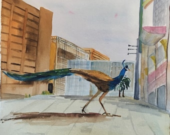 Peacock in Dubai during the Pandemic