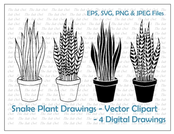 Snake Plant drawing vector illustration - stock vector 5010201 | Crushpixel
