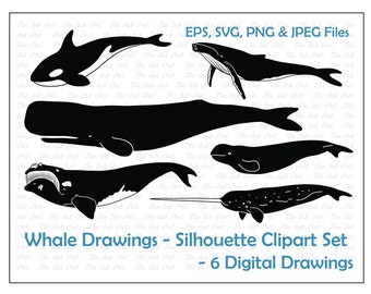 Whale Species Silhouettes - Orca, Sperm whale, right whale, beluga, narwhal, humpback Illustrations / PNG, JPG, SVG, Eps - Vectors