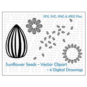 Sonnenblumensamen Grafiken, Vektor Clipart Set / Umriss Grafik / PNG, JPG, SVG, Eps
