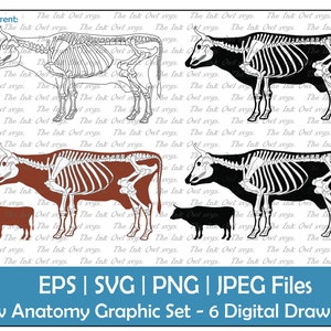 Puede incluir: Un conjunto gráfico digital que presenta la anatomía de una vaca. El conjunto incluye seis dibujos: un esqueleto de vaca transparente, un esqueleto de vaca negro, una vaca marrón con una superposición de esqueleto y una vaca negra con una superposición de esqueleto. También incluye una vaca marrón pequeña y una vaca negra pequeña.