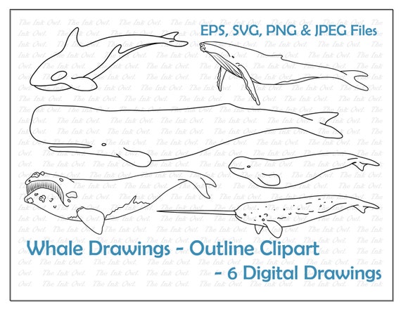 Dibujos de contorno de especies de ballenas Orca cachalote - Etsy México
