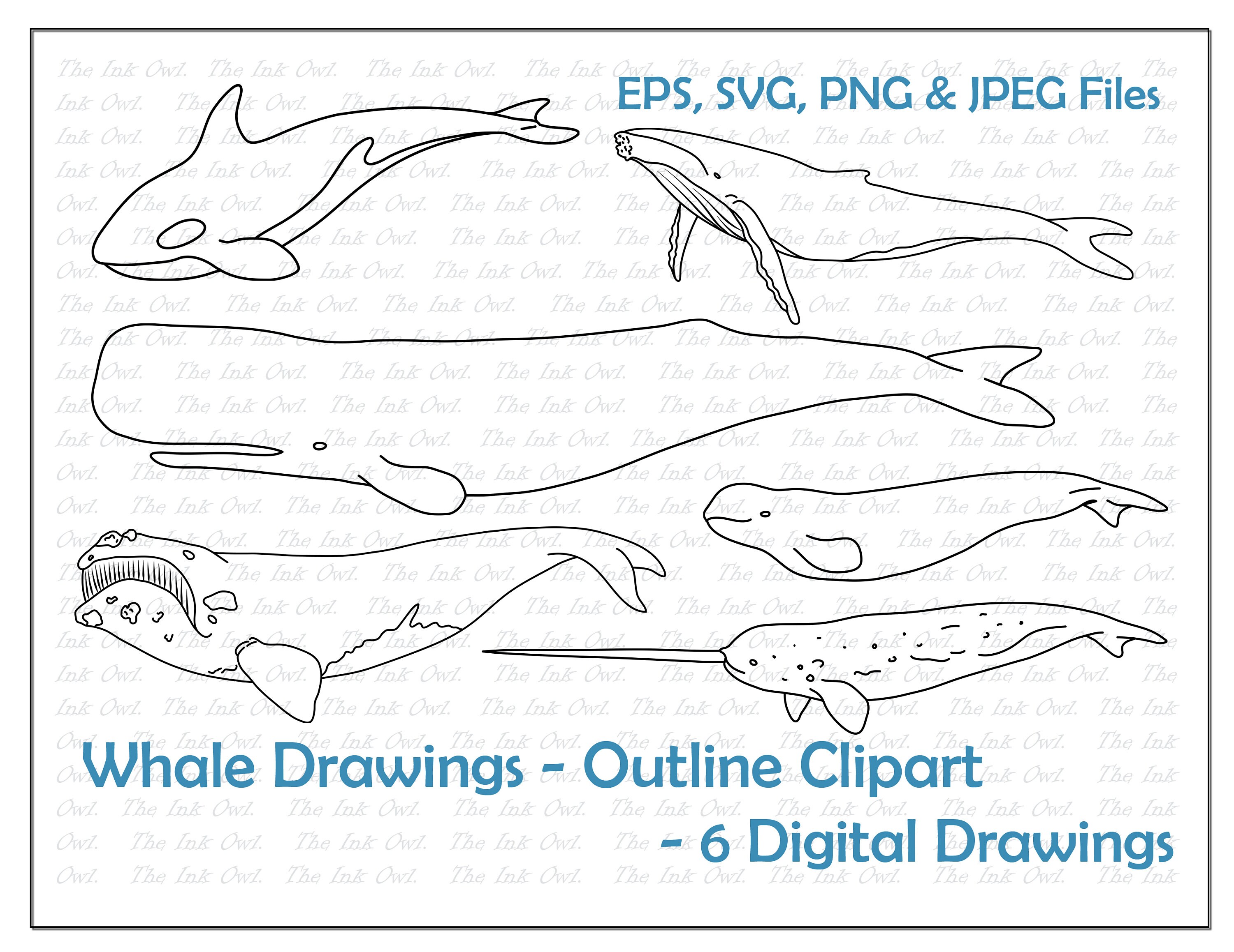 Whale Species Outline Drawings Orca Sperm Whale Right - Etsy Norway