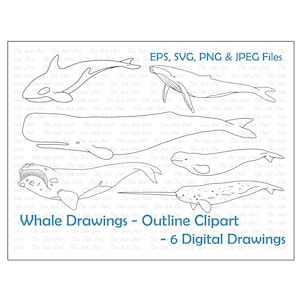 May include: A set of six black and white outline drawings of different whale species. The drawings include a humpback whale, a sperm whale, a narwhal, a beluga whale, a right whale, and an orca. The text "Whale Drawings - Outline Clipart - 6 Digital Drawings" is at the bottom of the image.