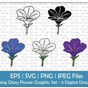 Morning Glory Flower Clipart Set / Outline, Stamp & Colored Graphic / Birth Flower for September / Blue, White, Purple / PNG, JPG, SVG, Eps