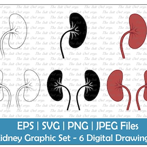 Kidney Organ Vector Clipart Set / Outline & Stamp Illustration Graphic / Human Anatomy / PNG, JPG, SVG, Eps