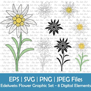 Edelweiss Blume Vektor-Clipart / Umriss, Silhouette und Farbzeichnung / Berg Wildblume / geschnitten Datei