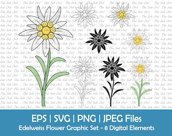 Edelweiss Flower Vector Clipart / Contorno, Silueta y Color Dibujo Gráfico / Flor Silvestre de Montaña / Svg, Png, Jpg, Eps