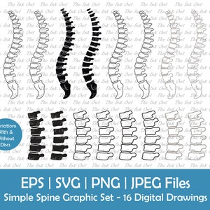 Einfache Wirbelsäule Vektor Clipart Set / Umriss, Silhouette & Farbzeichnungsgrafik / Skelett Knochen Anatomie / Bandscheiben / Png, SVG, Eps, Jpg