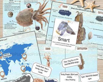 May include: Educational printables about cuttlefish and squid, featuring diagrams, illustrations, and facts. Includes a world map, labeled diagrams of cuttlefish anatomy, and a card that says "Smart". Two starfish are also visible.