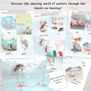 May include: Educational cards about axolotls, with illustrations and text. The cards show axolotls in different scenarios, with words and phrases. The text "Discover the amazing world of axolotls through fun hands-on learning!" is at the top of the image.