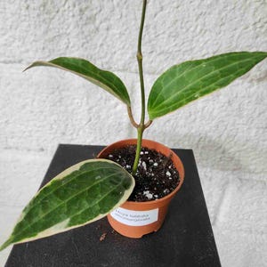 Puede incluir: Una pequeña planta en maceta con hojas variegadas. La planta es una 'Hoya latifolia albo-marginata' y está creciendo en una maceta marrón.