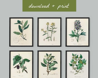 Set of 6 Botanical Prints | Instant Download | Printable Download, Downloadable Prints, Downloadable Art, Instant Art, Botanical Printables