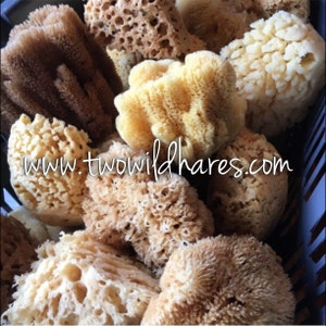 May include: A collection of natural sea sponges in various shapes and sizes, ranging in color from light beige to brown. The sponges are arranged in a basket, with the text "www.twowildhares.com" visible in the lower center of the image.