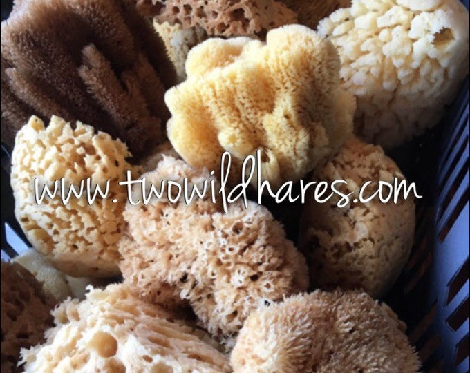 BULK 5pc Sm. SEA Sponge, 3-4" Size, Natural, Yellow, Bath, Cosmetic, Soap, Natural & Sustainably Harvested, Free USA Ship, Two Wild Hares