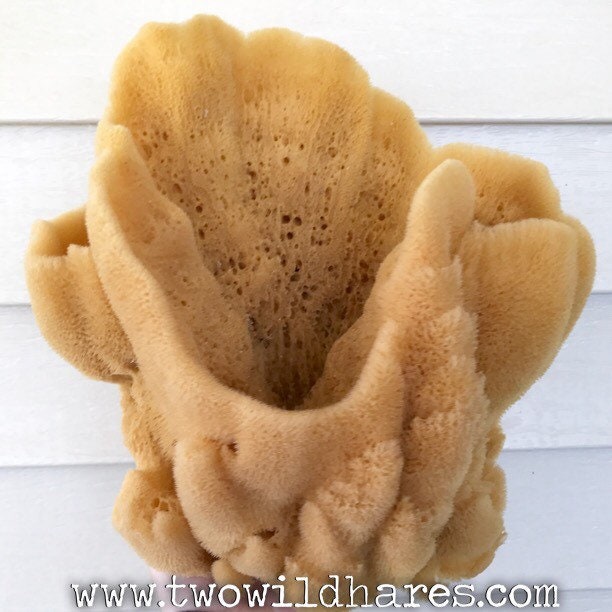 Sea Sponges EXTRA Large 17-18cm brown = Unbleached honeycomb GREEK