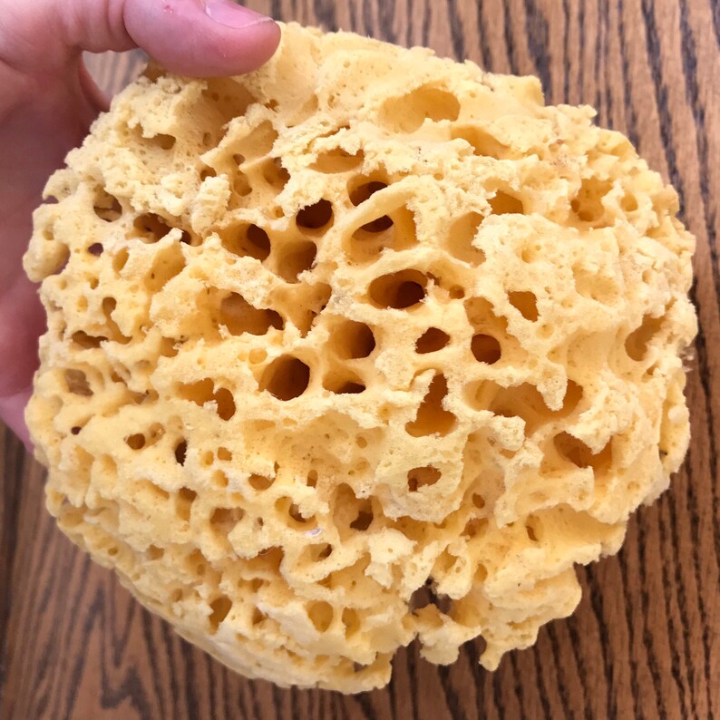 TwoWildHares Sea Sponge - Thumbnail 2