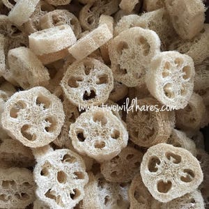BULK 100 - 7/8-1" Thick LOOFAH Cuts, 2-3.75" Wide, Free USA Ship, Natural Sponge Exfoliant, Luffah, Luffa, Loofa, Soap Embed, Two Wild Hares