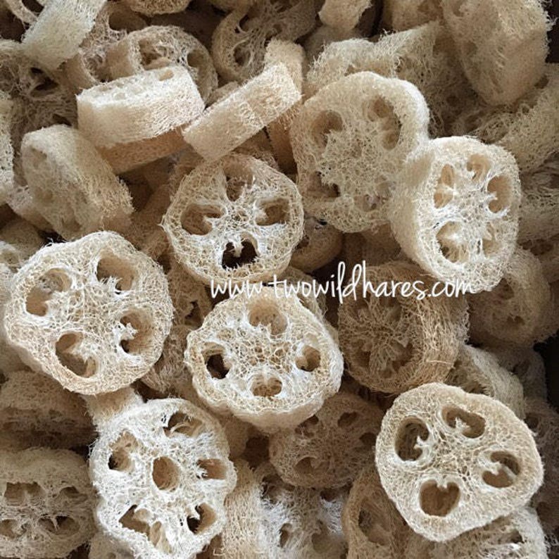 May include: A close-up image of a pile of natural loofah sponges, cut into round slices. The loofah sponges are light brown in color and have a rough, textured surface. The loofah sponges are a natural product and are often used for bathing and exfoliating.
