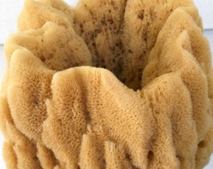 XL VASE Sea Sponge 1pc 7"-9", Decorative, Magnificent Display Sponge, Natural & Sustainably Harvested, Free Usa Ship, Two Wild Hares