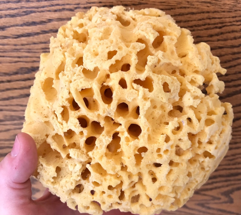 TwoWildHares Sea Sponge - Thumbnail 3