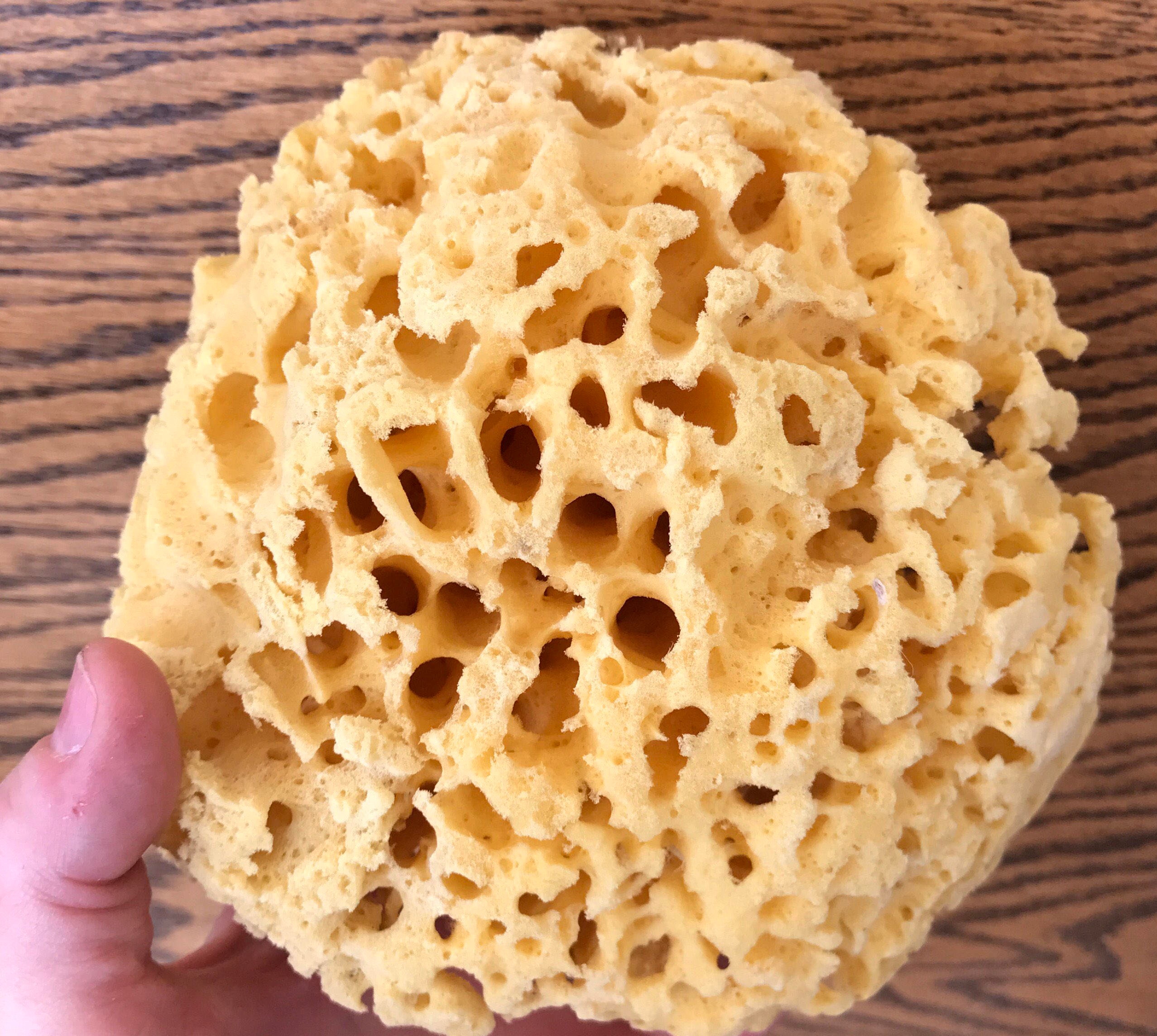 All Natural Sea Sponge (4-5inch)