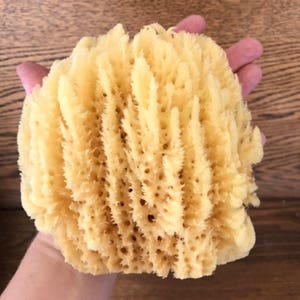 May include: A large, natural sea sponge with a light yellow color and a textured, frilly surface.