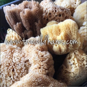 SEA SPONGE 1pc, 45 Luxury Natural Bathing or Cosmetic Sea Sponge, Sustainably Harvested, Two Wild Hares image 4