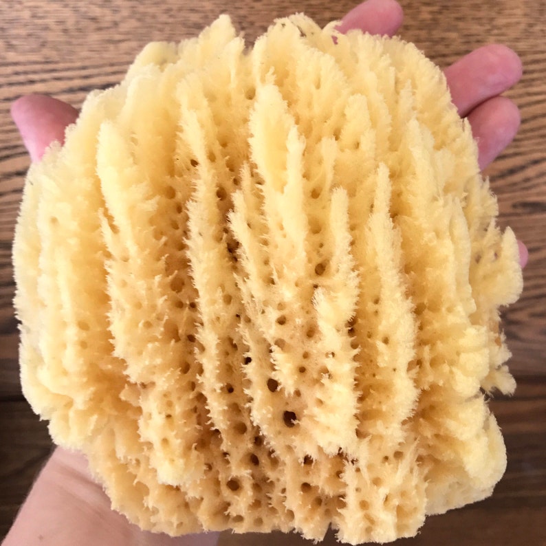 TwoWildHares Sea Sponge - Thumbnail 2