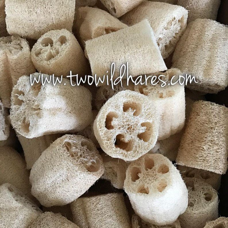 May include: A collection of natural loofah sponges, light beige in colour, with a porous, fibrous texture. The image includes the website address www.twowildhares.com.