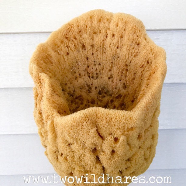 LARGE Sea Sponge 1pc 79, Display Sponge, Sustainably Harvested, Free Usa  Ship, Decorative Bath Sponge Gift, Florida Sponge Co 