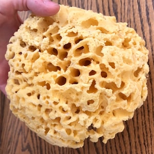 SEA SPONGE 1pc, 4&quot;-5&quot; Luxury Natural Bathing or Cosmetic Sea Sponge, Sustainably Harvested, Two Wild Hares