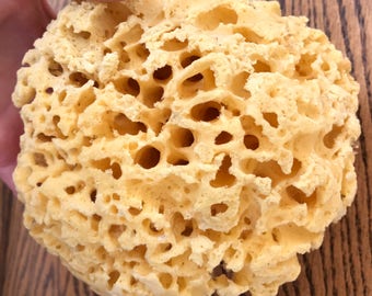 SEA SPONGE 1pc, 4"-5" Luxury Natural Bathing or Cosmetic Sea Sponge, Sustainably Harvested, Two Wild Hares