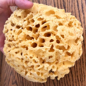 May include: A yellow natural sea sponge with a honeycomb-like texture. The sponge is soft and absorbent, making it ideal for cleaning and bathing.