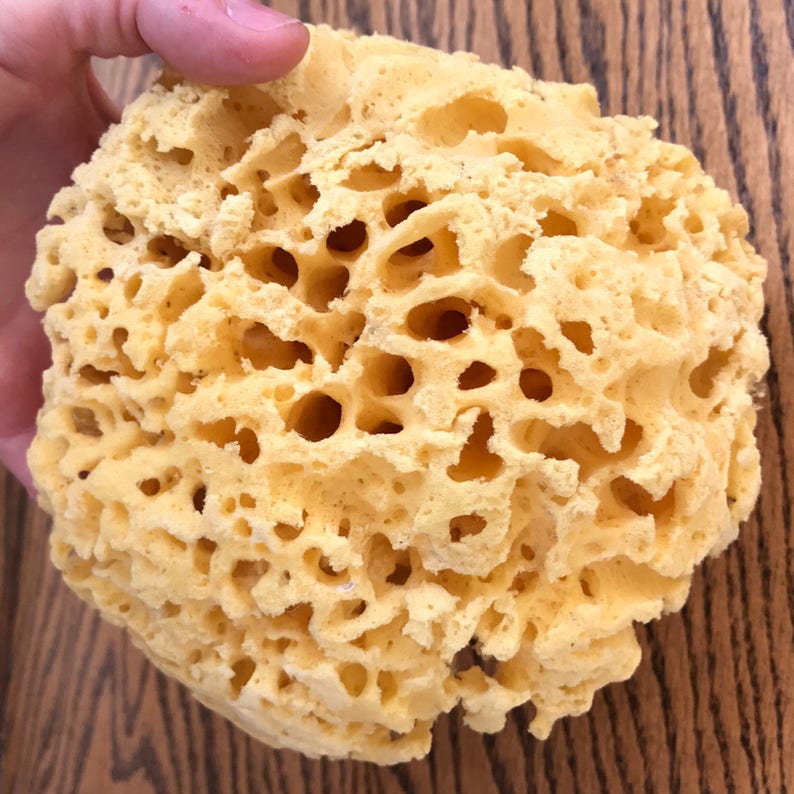 May include: A yellow natural sea sponge with a honeycomb-like texture. The sponge is soft and absorbent, making it ideal for cleaning and bathing.