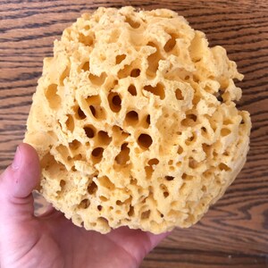 May include: A large, yellow, natural sea sponge with a honeycomb-like texture. The sponge is porous and has many holes throughout.