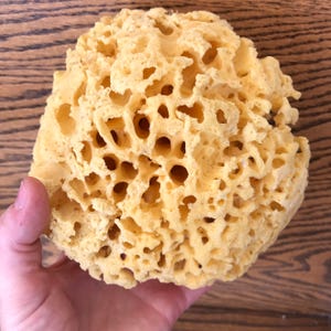 SEA SPONGE 1pc, 4"-5" Luxury Natural Bathing or Cosmetic Sea Sponge, Sustainably Harvested, Two Wild Hares