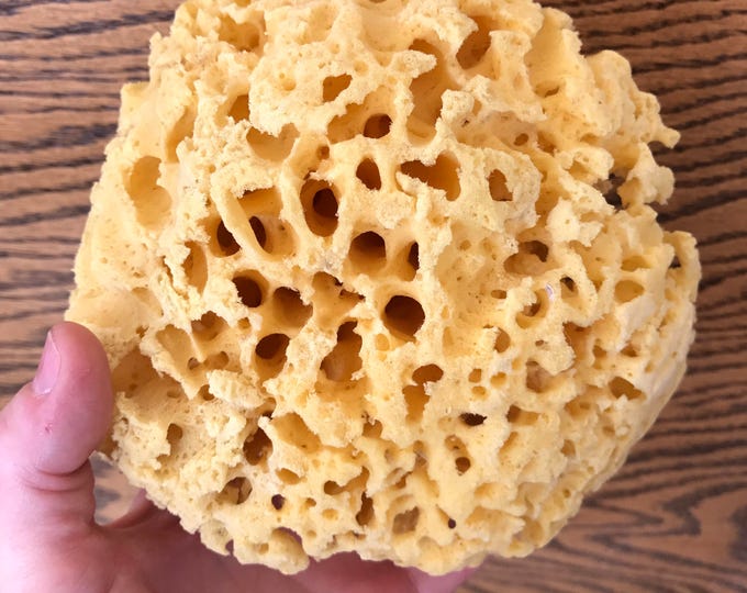 SEA SPONGE 1pc, 4"-5" Luxury Natural Bathing or Cosmetic Sea Sponge, Sustainably Harvested, Two Wild Hares