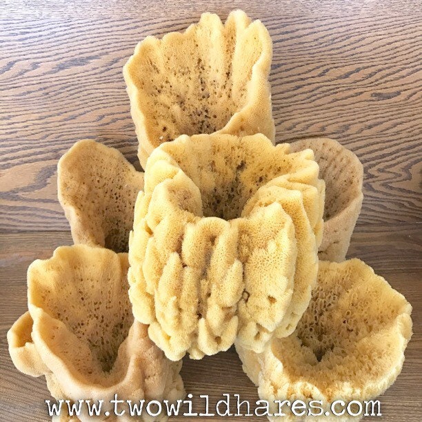 LARGE Sea Sponge 1pc 79, Display Sponge, Sustainably Harvested, Free Usa  Ship, Decorative Bath Sponge Gift, Florida Sponge Co 