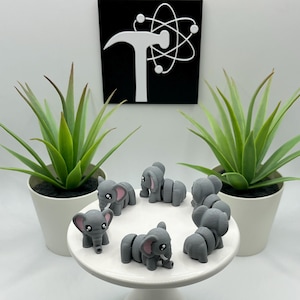 urban jungle plants Anthurium Urban Jungle  Ecuagenera USA Corp