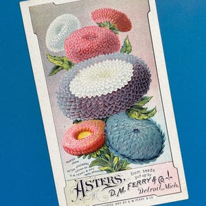 Cartão de visita vitoriano original da década de 1890: Ásteres da D.M. Ferry Seed Co.