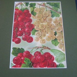 Antique Botanical Berries Print Lithograph Red Currants White  Matted 1920&#39;s Nursery Catalog