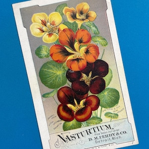 Cartão de visita vitoriano original da década de 1890: D.M. Ferry Seed Co. Capuchinha