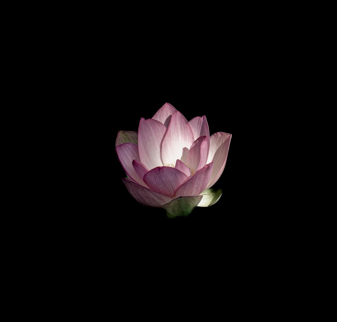 Pink Lotus Wall Art – Botanical Flower Photography Print – Digital ...