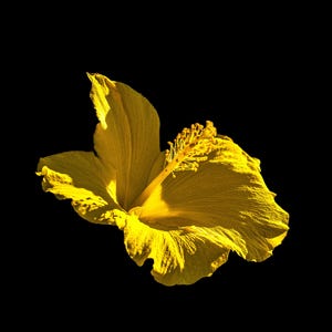 Yellow Hibiscus Wall Art Print | Tropical Flower Photography | Bright Botanical Digital Download