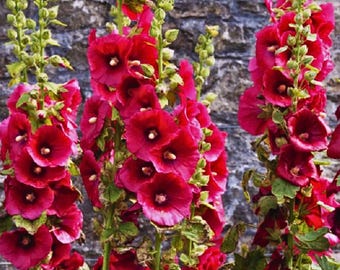 May include: Close-up of vibrant red hollyhock flowers in full bloom. The flowers have a deep red hue with a darker center and are arranged on tall green stalks. The background is a textured stone wall.