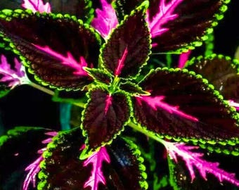 May include: Close-up of a Coleus plant with striking foliage. The leaves are a deep burgundy color with vibrant pink veins and edges, framed by a bright green border. The plant's intricate patterns create a visually appealing display.